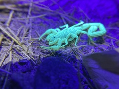 Centruroides exilicauda