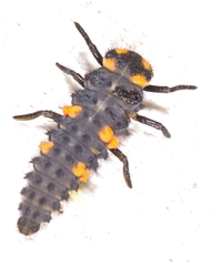 Coccinella