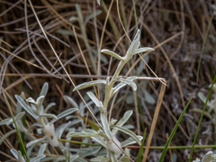 Ewartiothamnus sinclairii