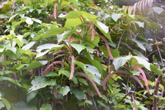 Acalypha hispida