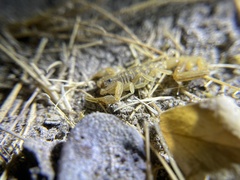 Centruroides exilicauda