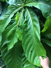 Sterculia stipulata