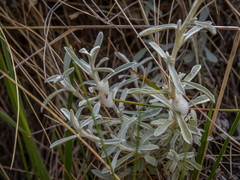 Ewartiothamnus sinclairii