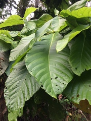 Sterculia stipulata
