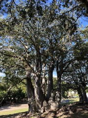 Adansonia digitata