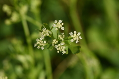 Apium graveolens