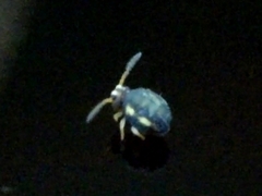 Sminthurinus elegans