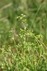 Apium graveolens