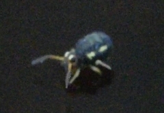 Sminthurinus elegans