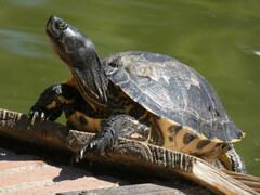 Trachemys scripta