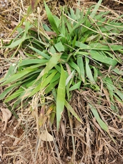 Dichanthelium