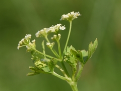 Apium graveolens