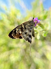 Thorybes dorantes calafia