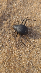 Onymacris