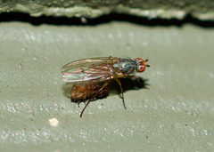 Tephrochlamys rufiventris