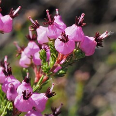 Erica umbellata