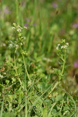 Apium graveolens