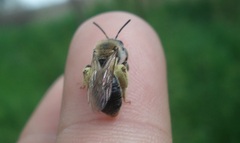Andrena haemorrhoa