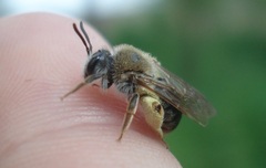 Andrena haemorrhoa