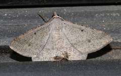 Isturgia penthearia