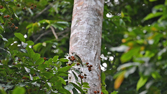 Oxyruncus cristatus