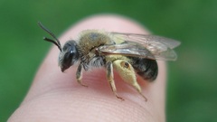 Andrena haemorrhoa