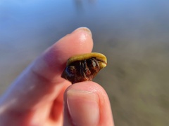 Calcinus californiensis