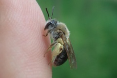 Andrena haemorrhoa