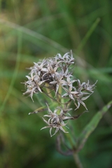 Phlox pilosa
