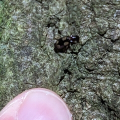 Dromius quadrimaculatus