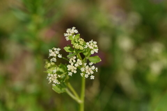 Apium graveolens