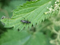 Grammoptera ruficornis