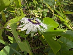 Passiflora edulis flavicarpa