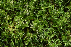 Apium graveolens