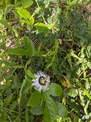 Passiflora edulis flavicarpa