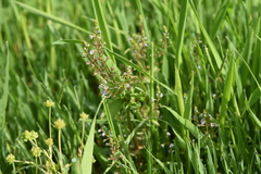Veronica anagalloides