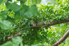 Cinnyricinclus leucogaster