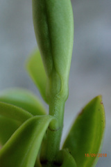 Veronica vernicosa