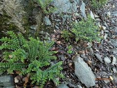 Veronica vernicosa