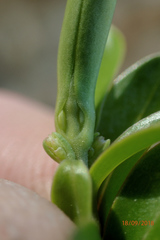 Veronica vernicosa