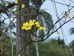 Handroanthus serratifolius