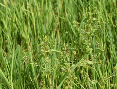 Veronica anagalloides