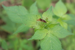 Hypselonotus lineatus