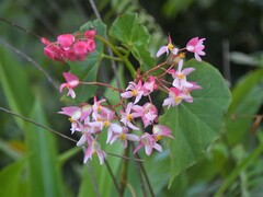 Image of Begonia minor