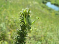 Poecilimon intermedius