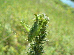 Poecilimon intermedius