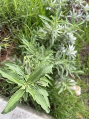 Salvia apiana × mellifera