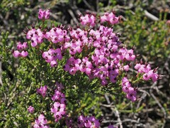 Erica umbellata