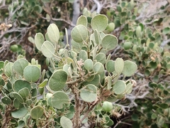 Cadaba glandulosa
