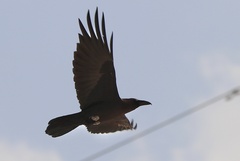 Corvus ruficollis